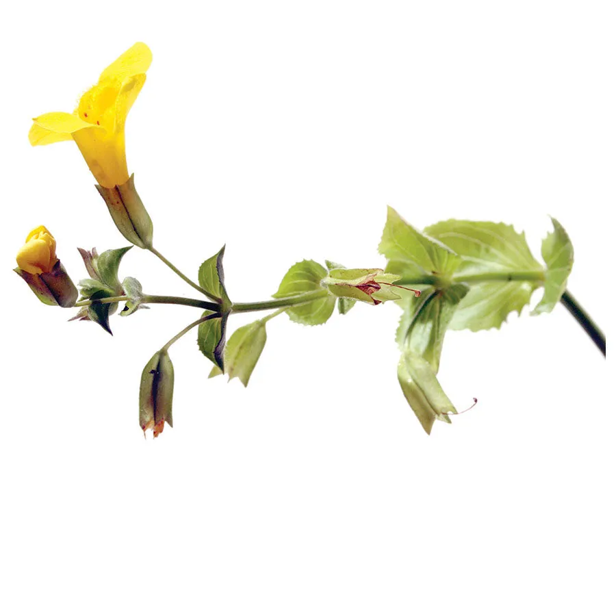 Mimulus Flower Essence ll Bach Flower Remedies