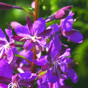 Rosebay Willowherb